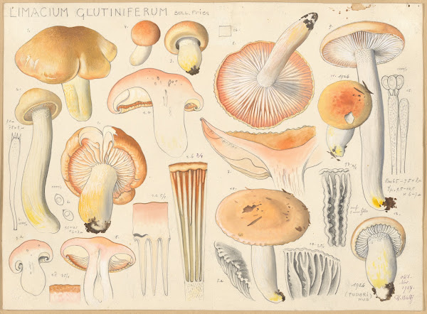 Limacium glutiniferum Bull Fries 1915 1945