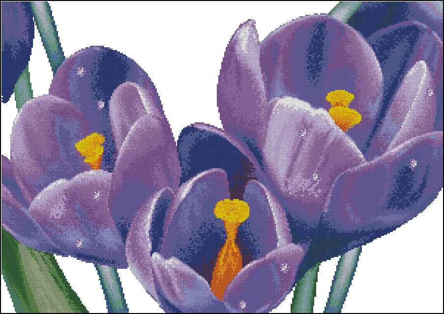 CMP 171381 Crocuses