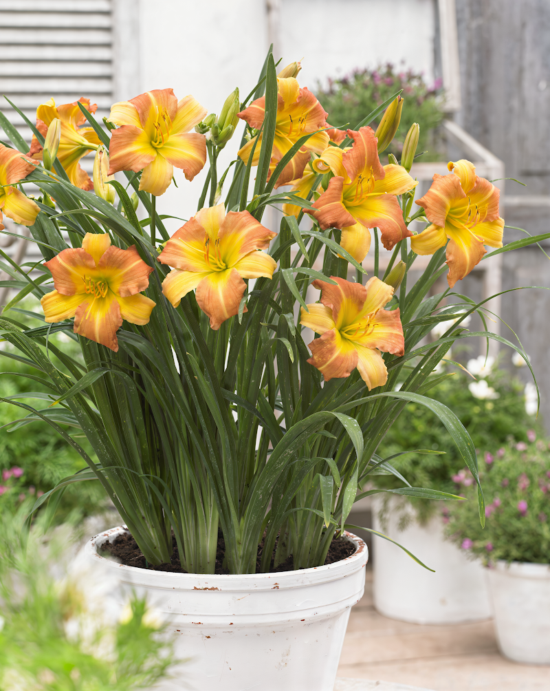 Hemerocallis 'Everdaylily Punch Yellow' in piena fioritura in un giardino soleggiato