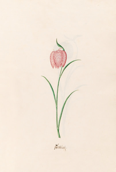 Frittilari Fritillaria 1692
