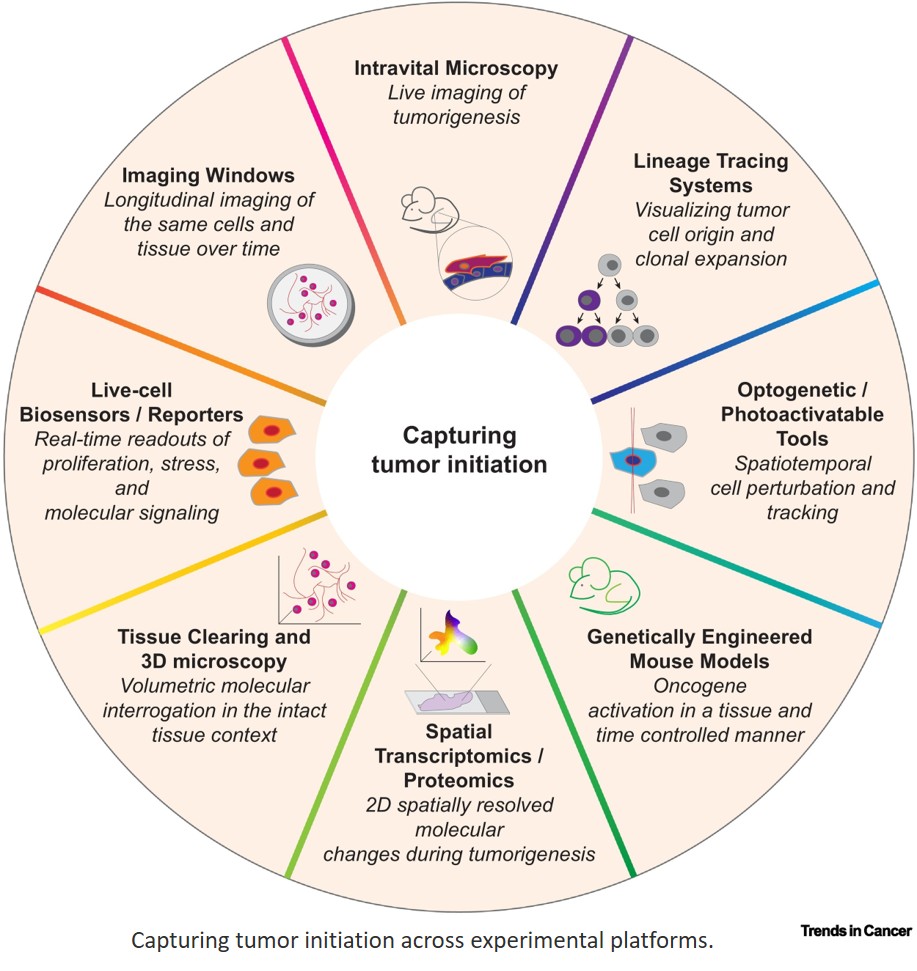 Watching cancer begin: emerging tools to visualize the first steps of tumorigenesis
