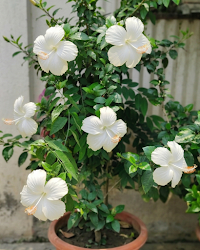 Hibiscus White Flower Plant