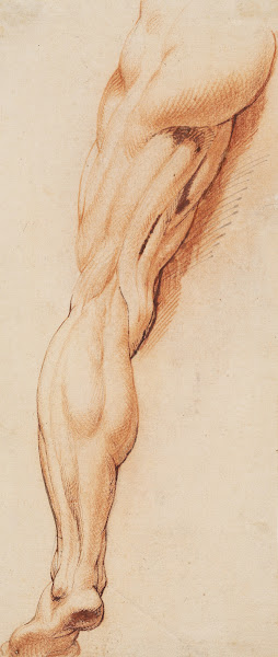 Anatomical Study écorché A mans flayed left leg seen from the back 1628  1630
