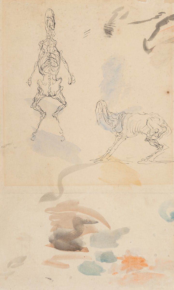 Anatomical studies of a goat