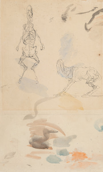 Anatomical studies of a goat
