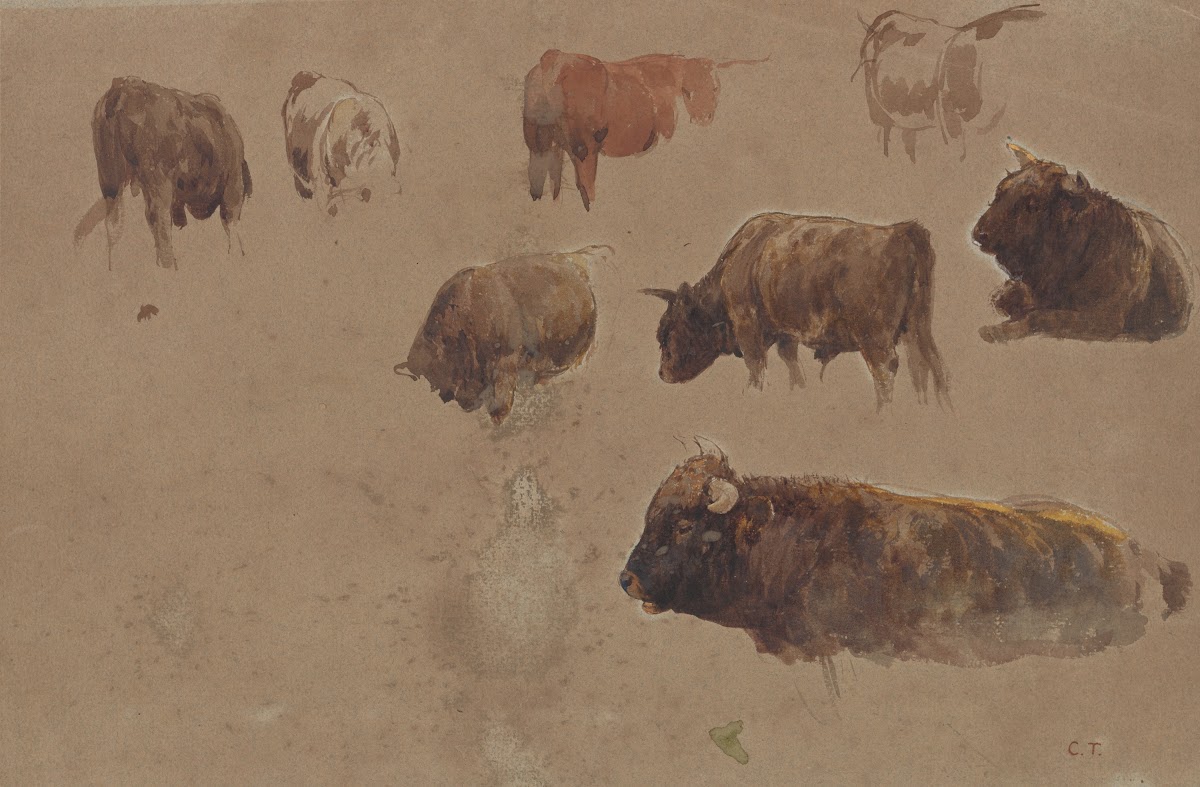 Studies ofCattle mid 19thcentury