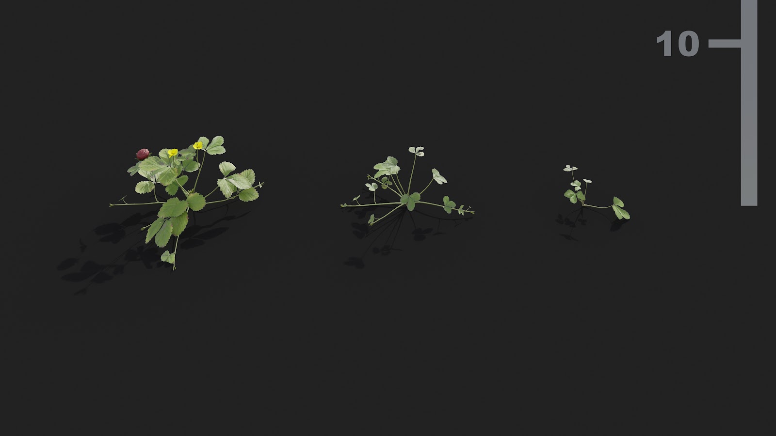 Maxtree - Plant Models Vol.21
