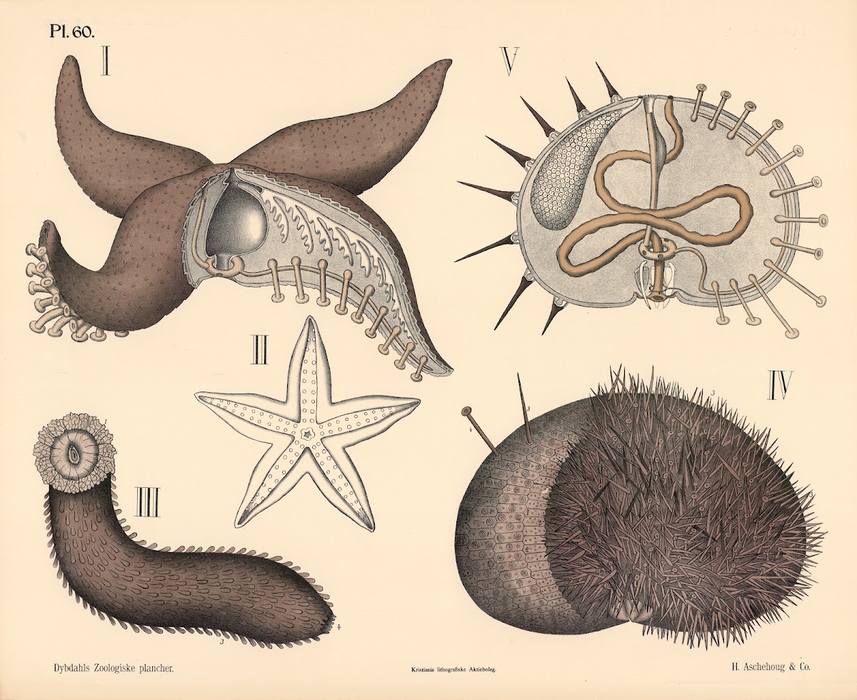 Pighudede 1881