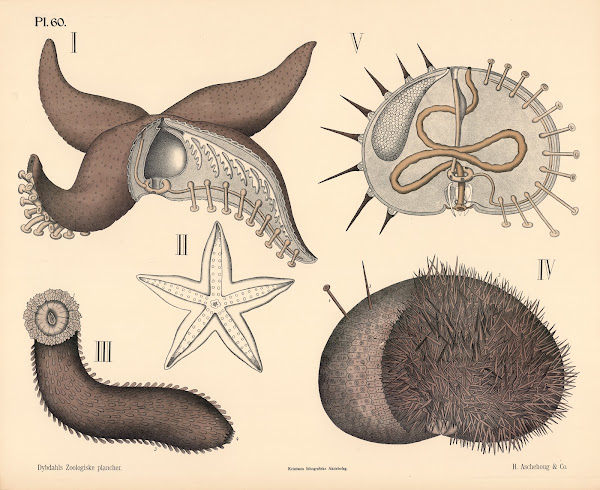 Pighudede 1881