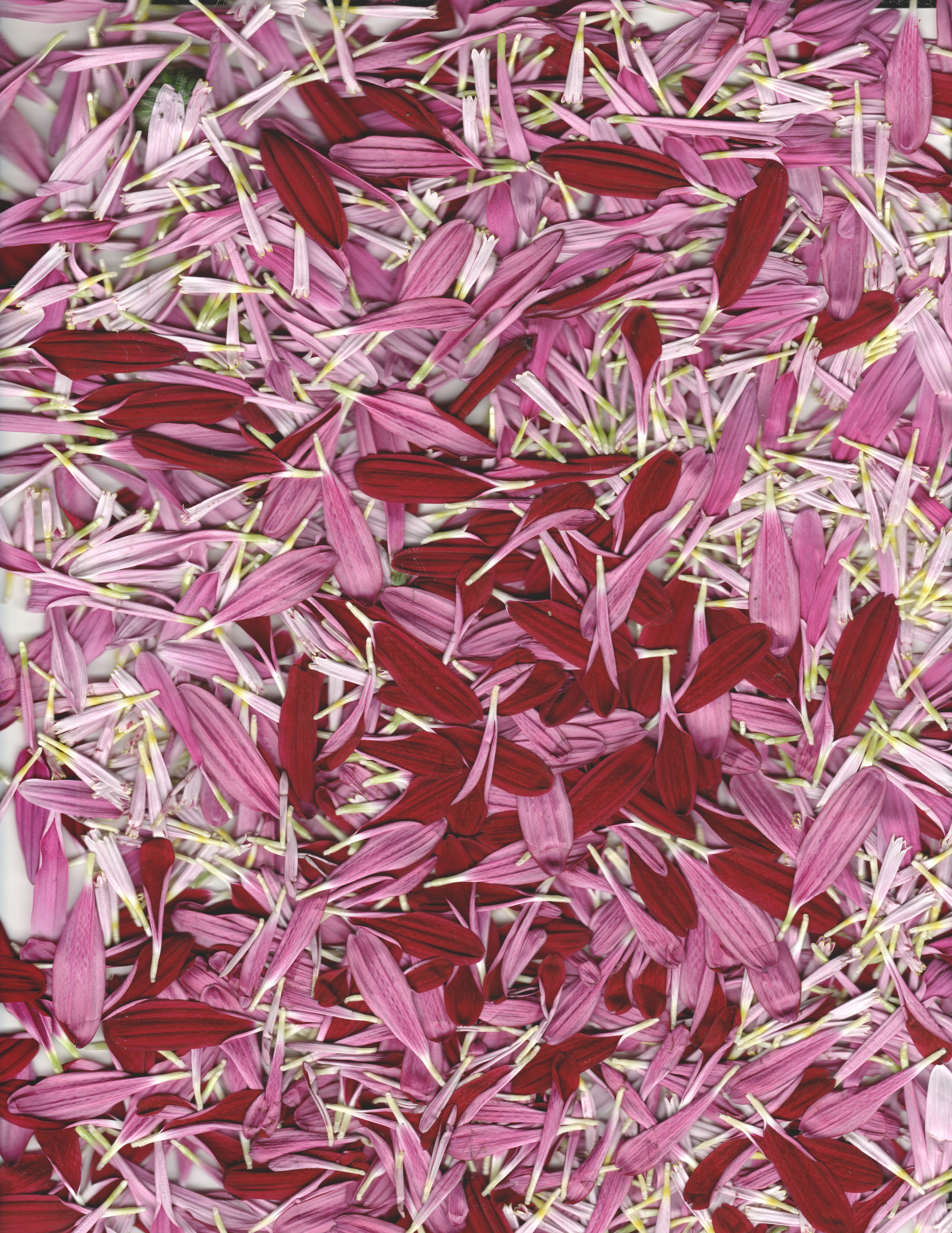 Pink No. 1 — original botanical scanography fine art print by Zoey Solomon