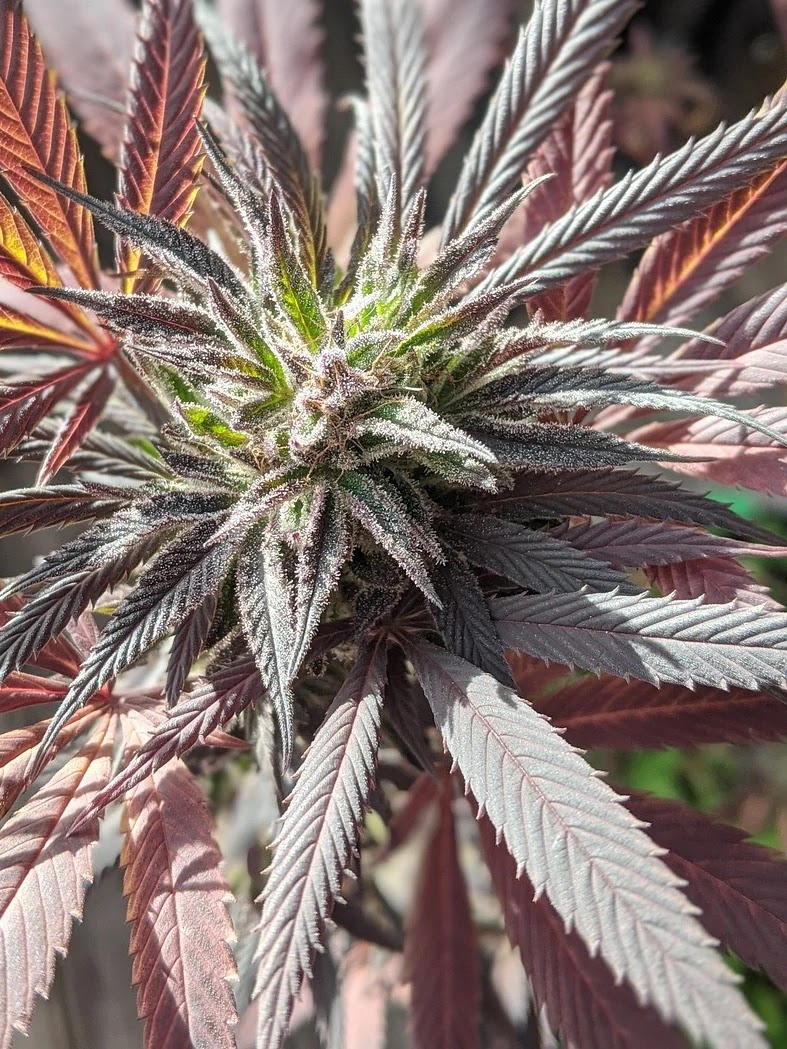 이진 탐색 트리와 해시 탐색 구조 비교 및 선택 기준