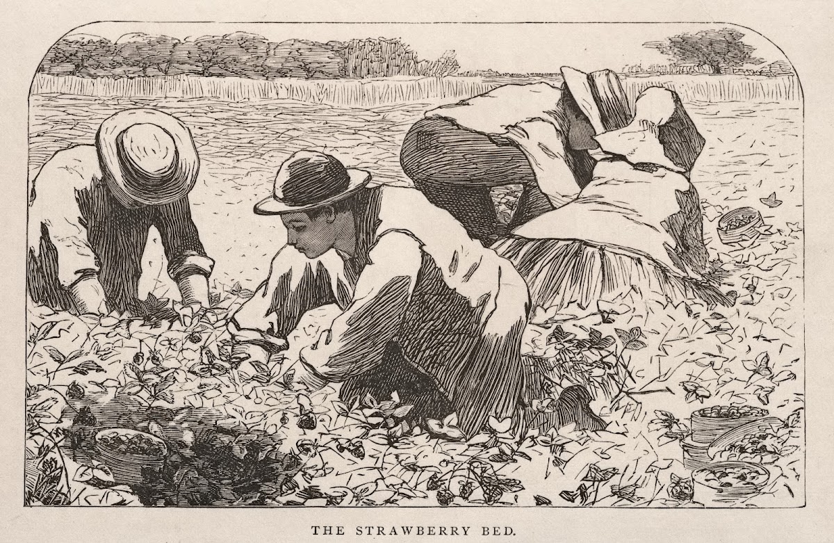 The Strawberry Bed 1868