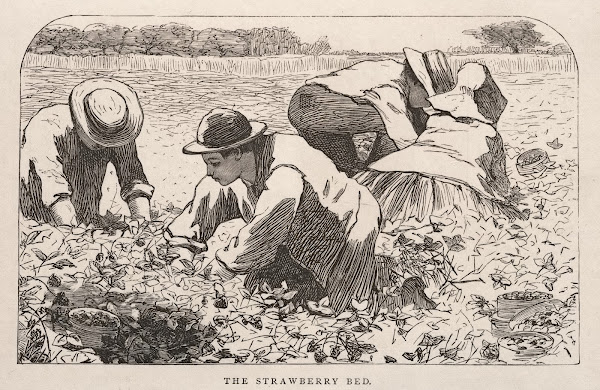 The Strawberry Bed 1868