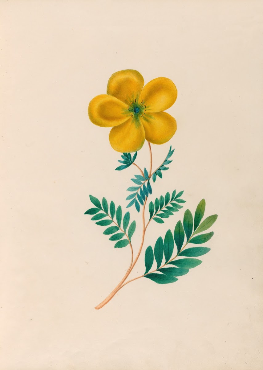 Drawings of tropical flowers and fruits from South America Pl22 1830