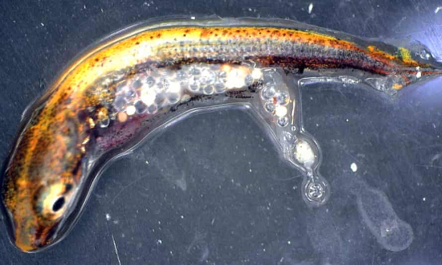Plastic and Microbeads in a Pike Fish. Plastic waste, Personal care and cosmetics waste, plastic waste footprint, plastic microbeads cosmetic waste, marine ecosystem. CarbonEthics Indonesia