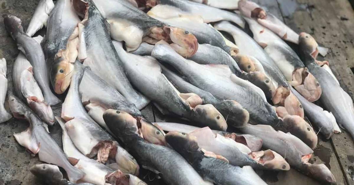 Lẩu Cá Dứa Bông Lục Bình