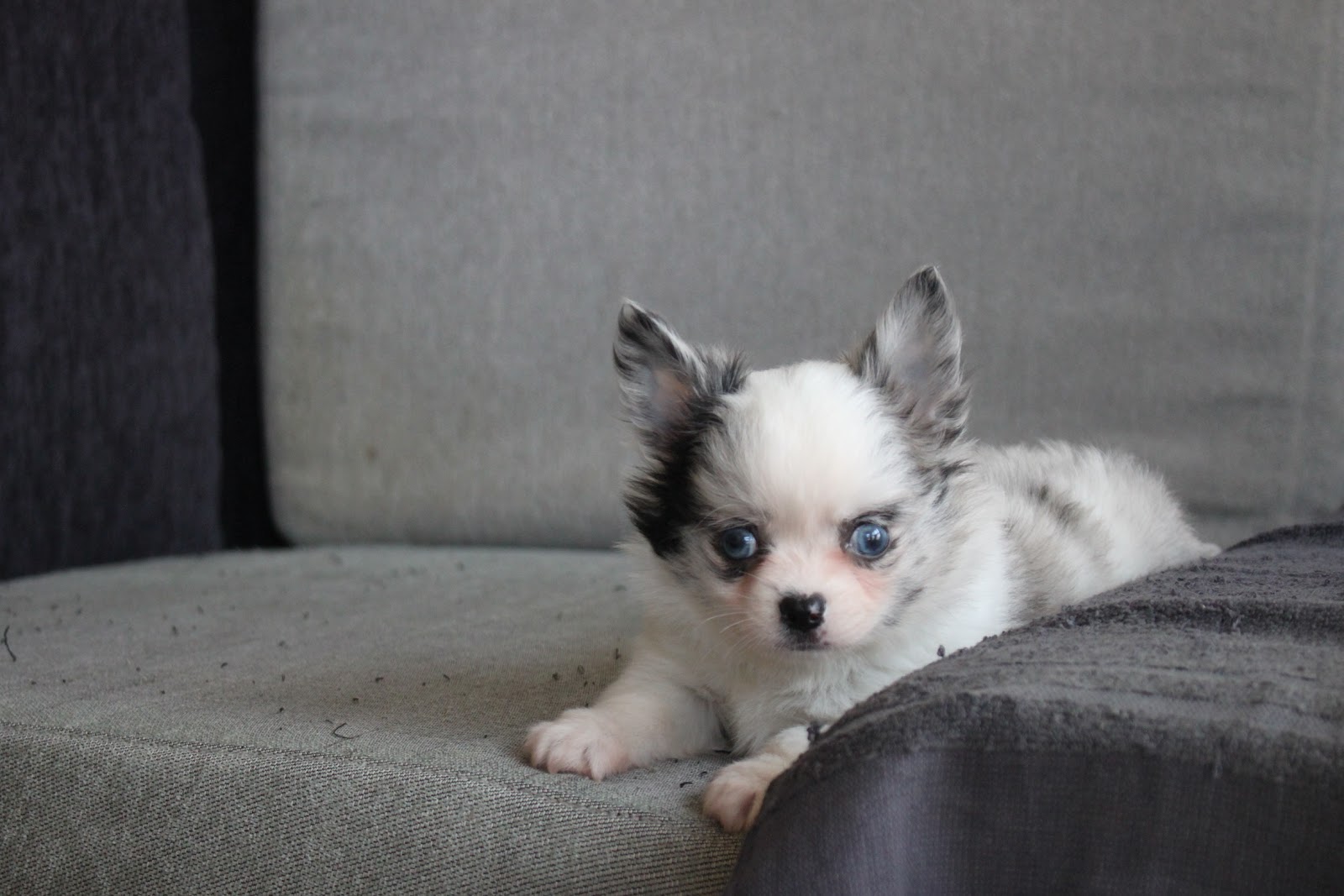 12/19出生 優質迷你長毛吉娃娃大理石白花弟弟