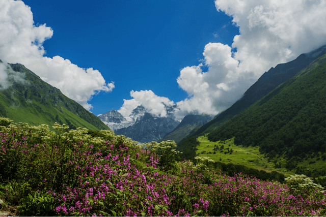 417|VALLEY OF FLOWERS