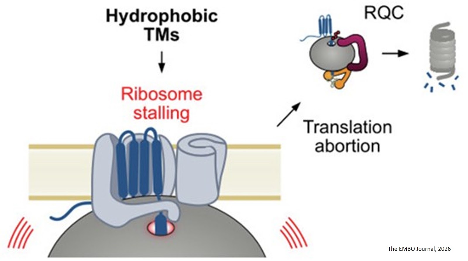 Principles of ribosome-associated protein quality control during the synthesis of CFTR