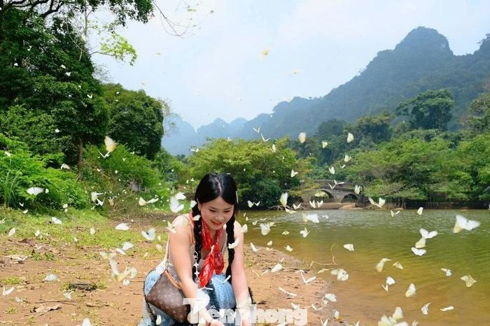 Đặc biệt mùa bướm Cúc Phương - Báo Tiền Phong