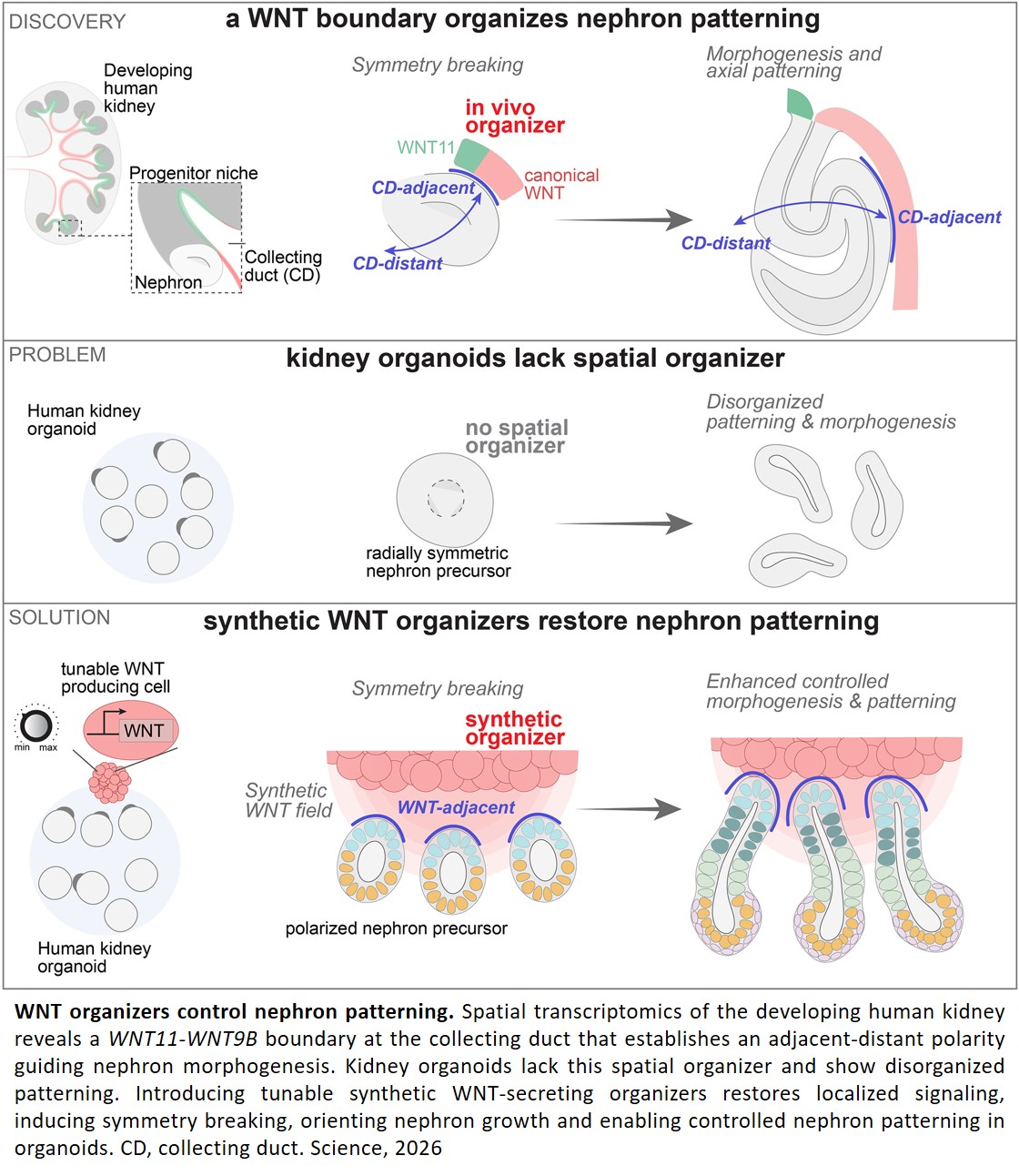 “Wnt secreting organizers” in organoids to improve kidney diseases