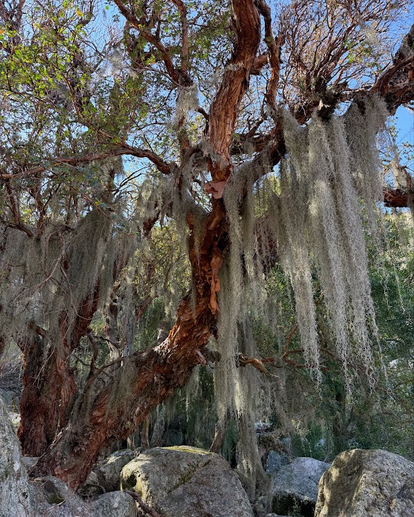 Senderismo en el Bosque de Tabaquillos