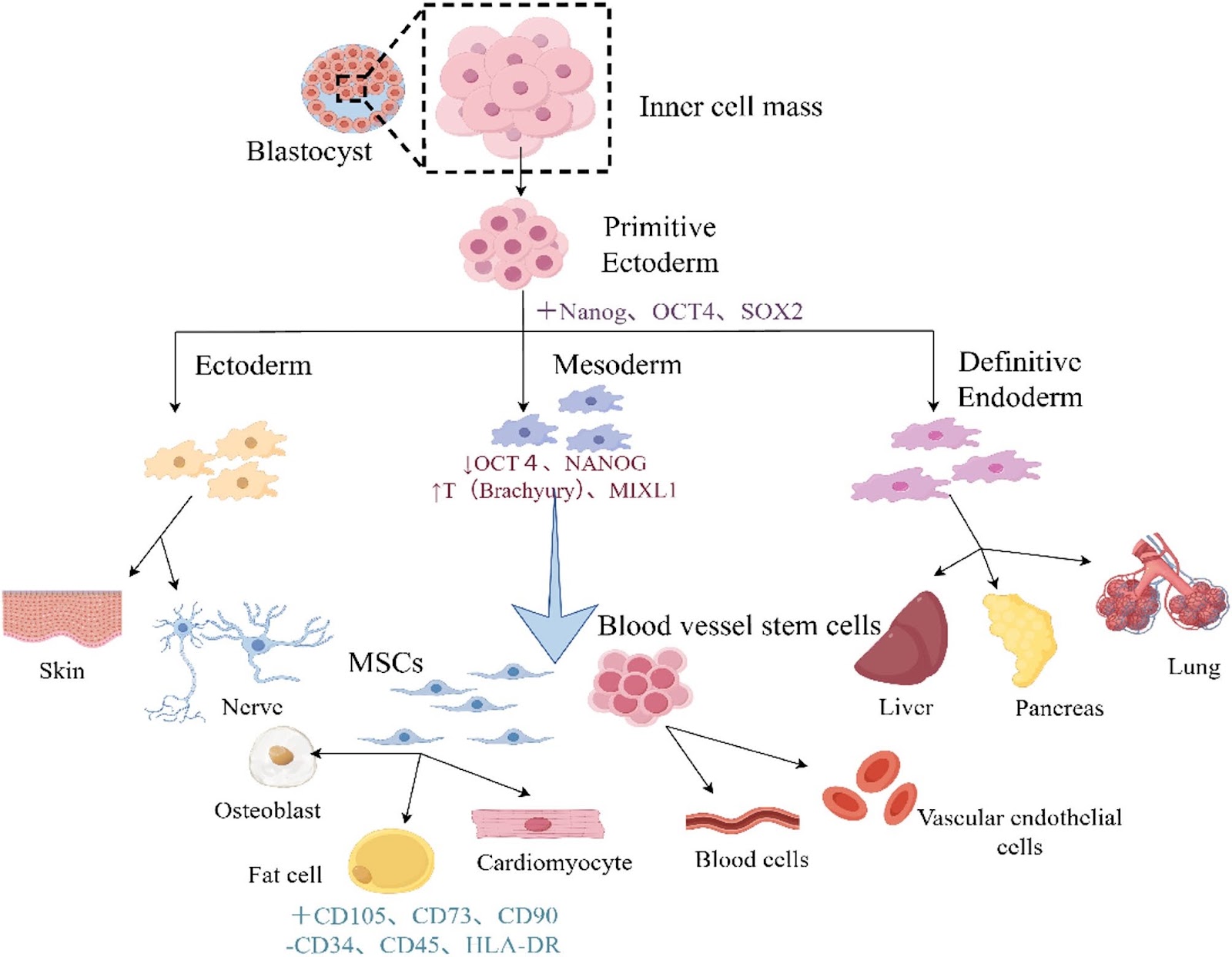 Research on the mechanism of human umbilical cord mesenchymal stem cells and their extracellular vesicles in the treatment of common reproductive diseases