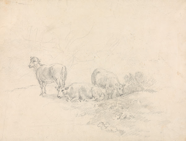 Three Sheep
