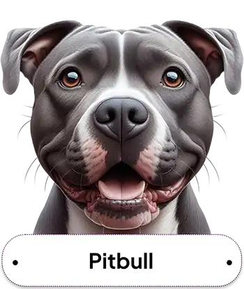 Pitbull