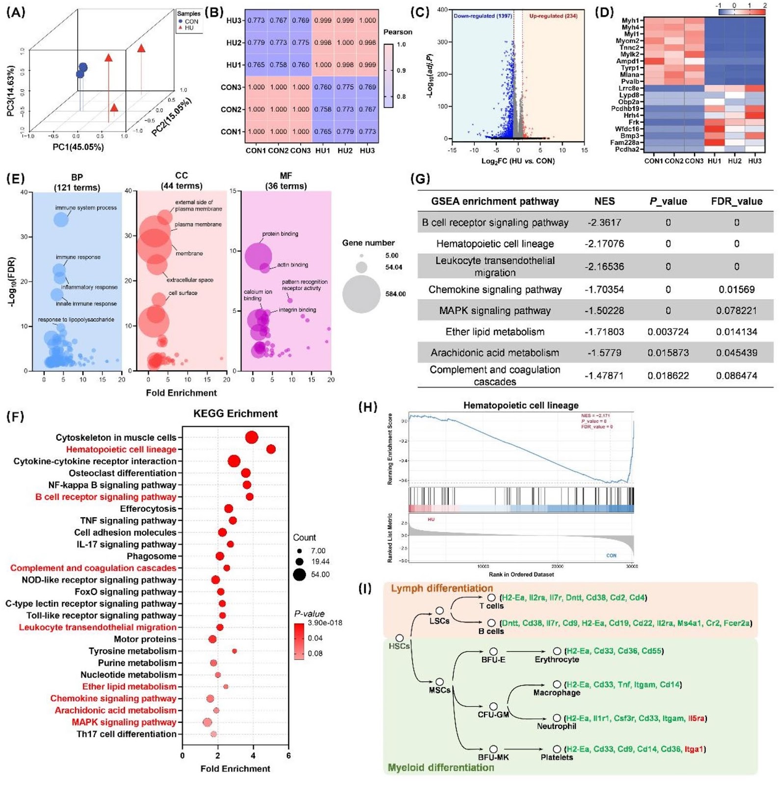 Purine metabolism in bone marrow microenvironment inhibits hematopoietic stem cell differentiation under microgravity