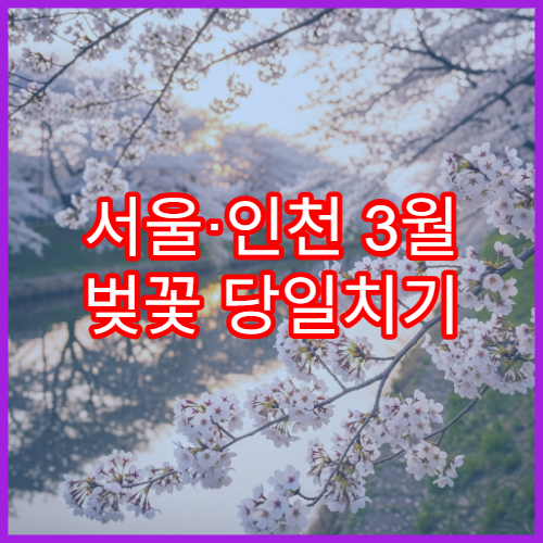 서울·인천 3월 벚꽃 당일치기 대중교통 코스