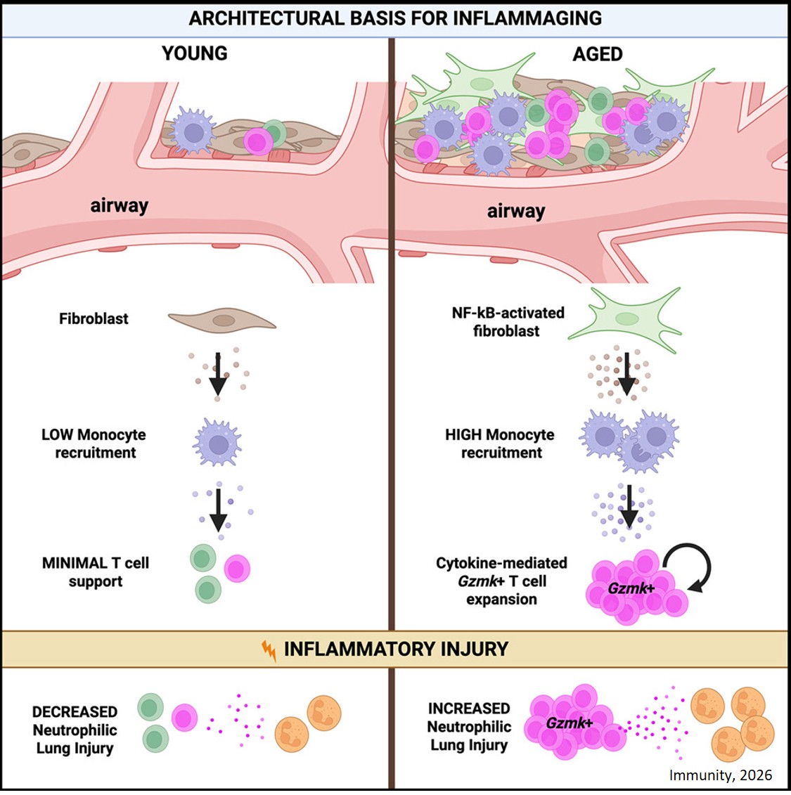Lung fibroblasts orchestrate  inflammaging in old people