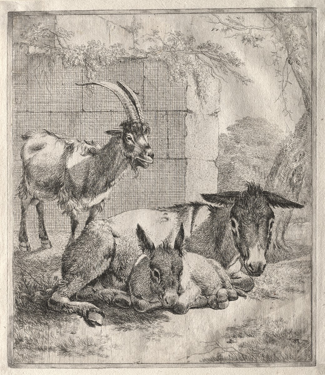 Goat and Donkeys