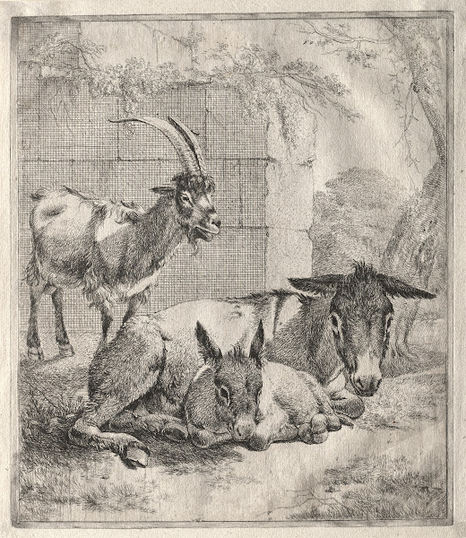 Goat and Donkeys