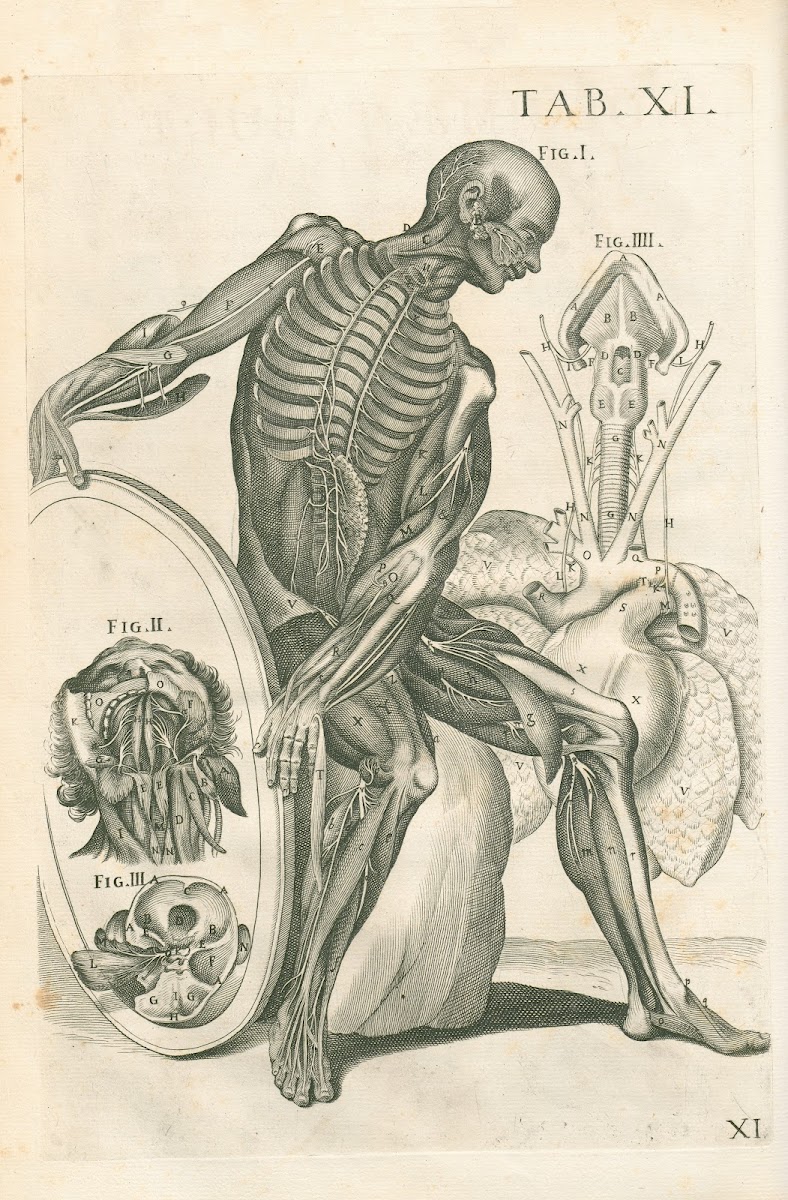 Tabulae anatomicae a celeberrimo pictore Petro Berretino Cortonensi Pl11 1741