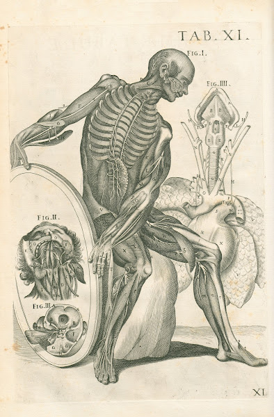 Tabulae anatomicae a celeberrimo pictore Petro Berretino Cortonensi Pl11 1741