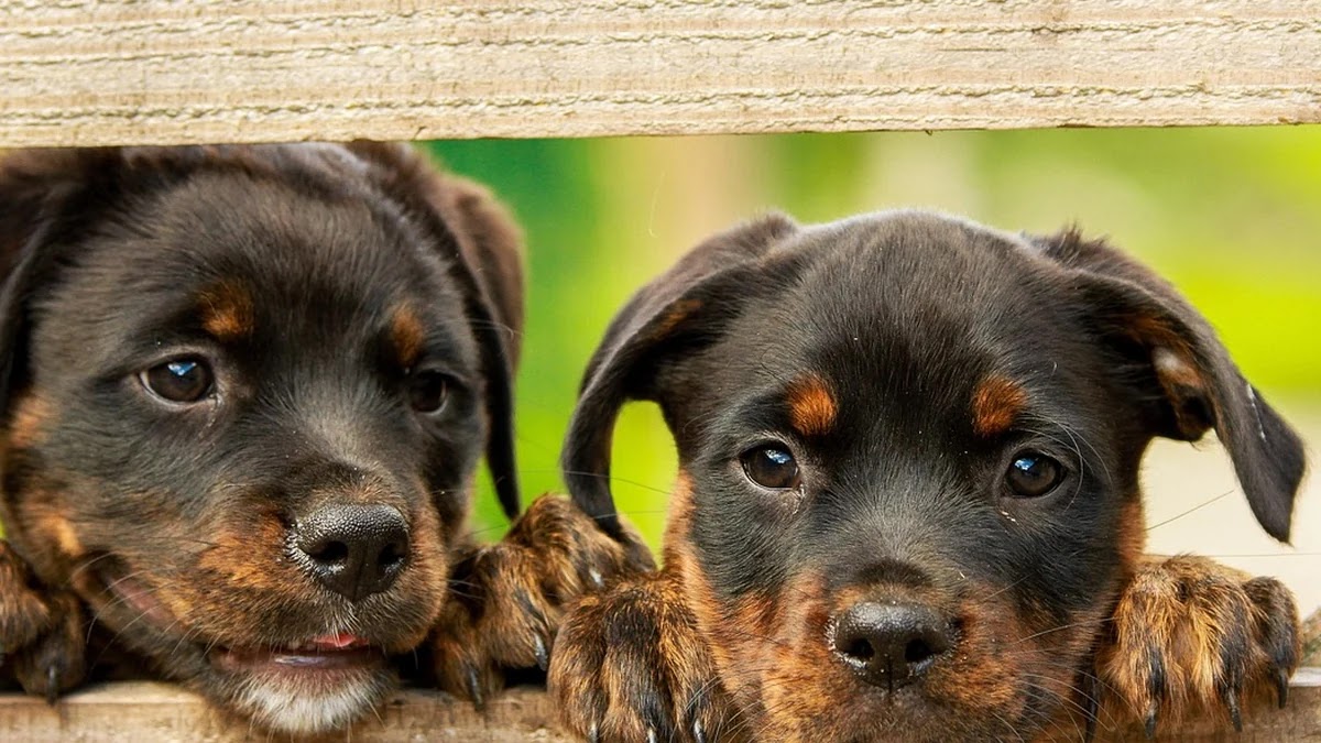 뉴스 알고리즘이 편향성을 만드는 구조와 그 해석