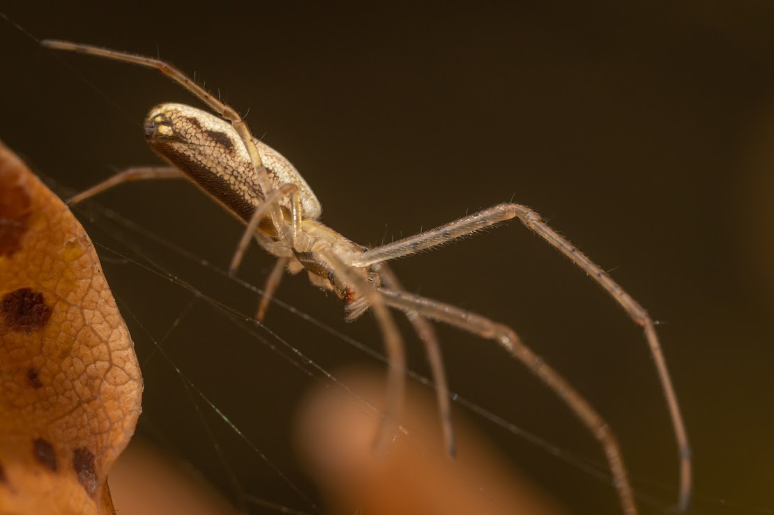 Tetragnatha sp.