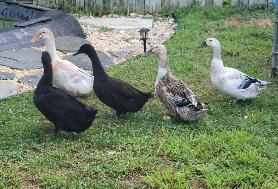 Silver Appleyard Duckling, Cayuga Duckling, Saxony Duckling, Welsh Harlequin Duckling