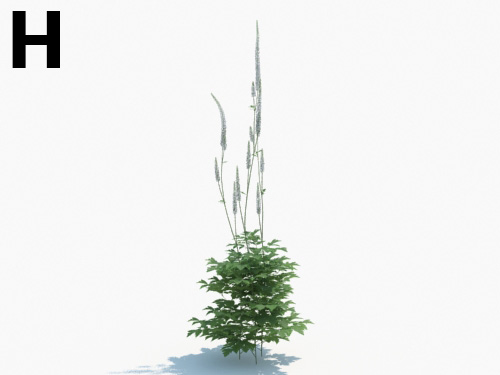 Maxtree - Plant Models Vol.3