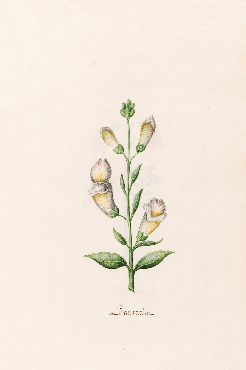 Löwen rachen 1692