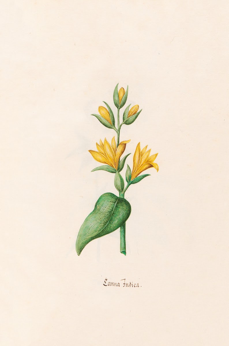 Canna Indica 1692