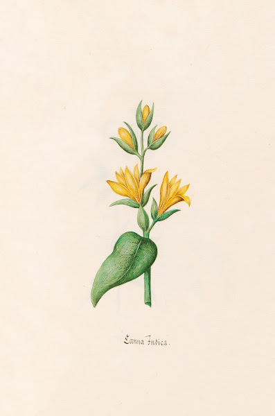 Canna Indica 1692