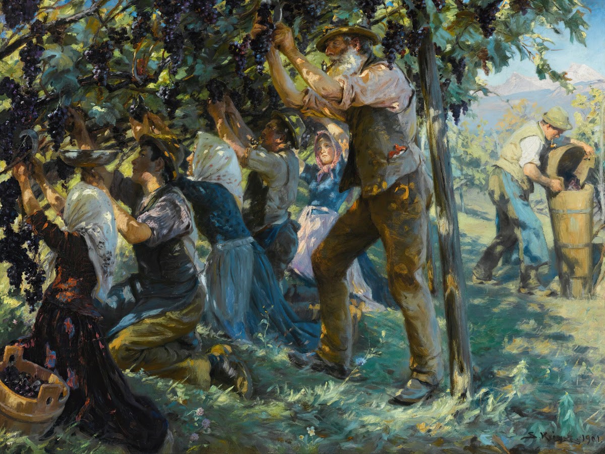 Wine Harvest In The Tyrol 1901