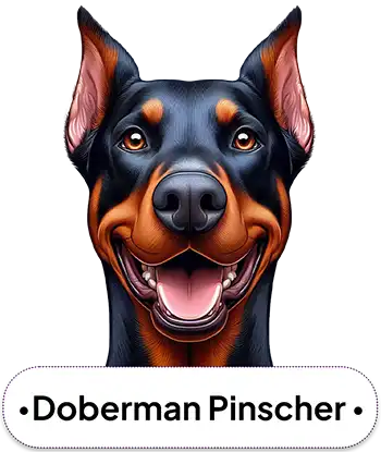 Doberman Pinscher
