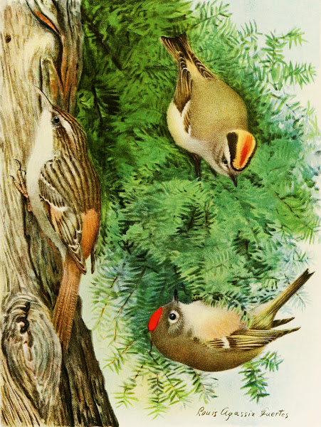 Golden Crowned Kinglet Ruby Crowned Kinglet Brown Creeper 1858