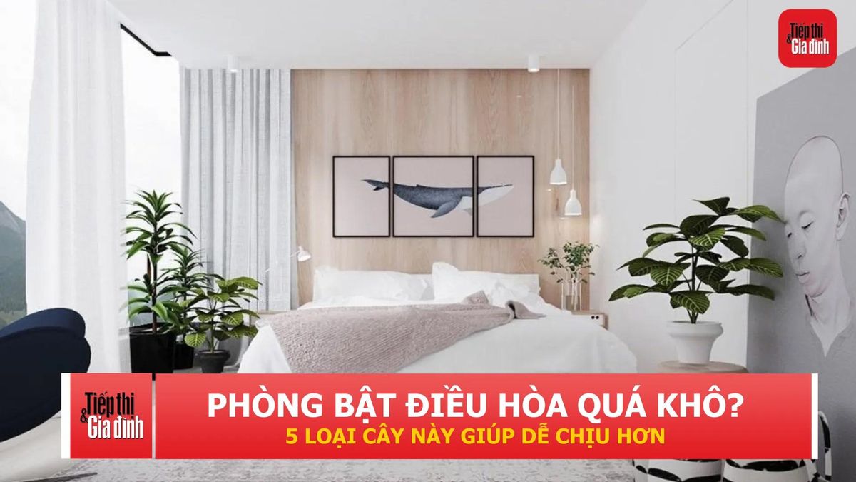 5 loại cây nên đặt trong phòng ngủ bật điều hòa suốt đêm - Tạp chí Tiếp thị &amp; Gia đình
