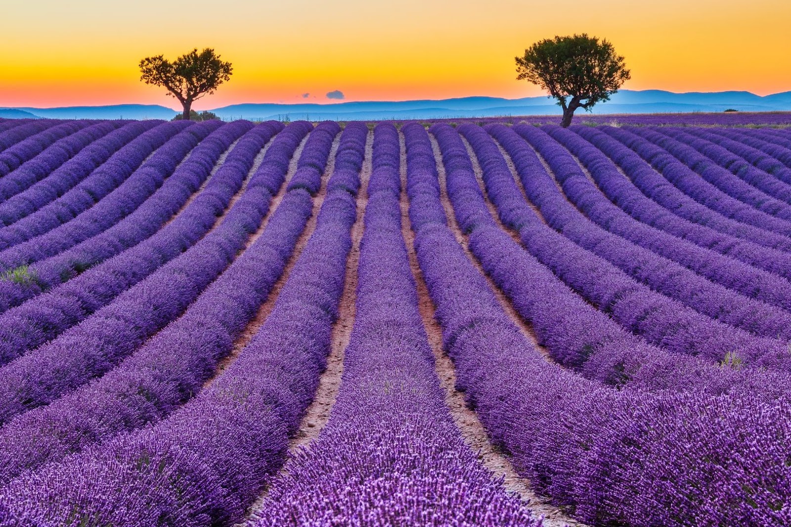 Purple lavender fields stretching across Provence, France, beneath a warm sunset sky.