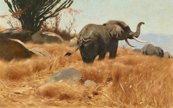 Elefant In Der Savanne 1912