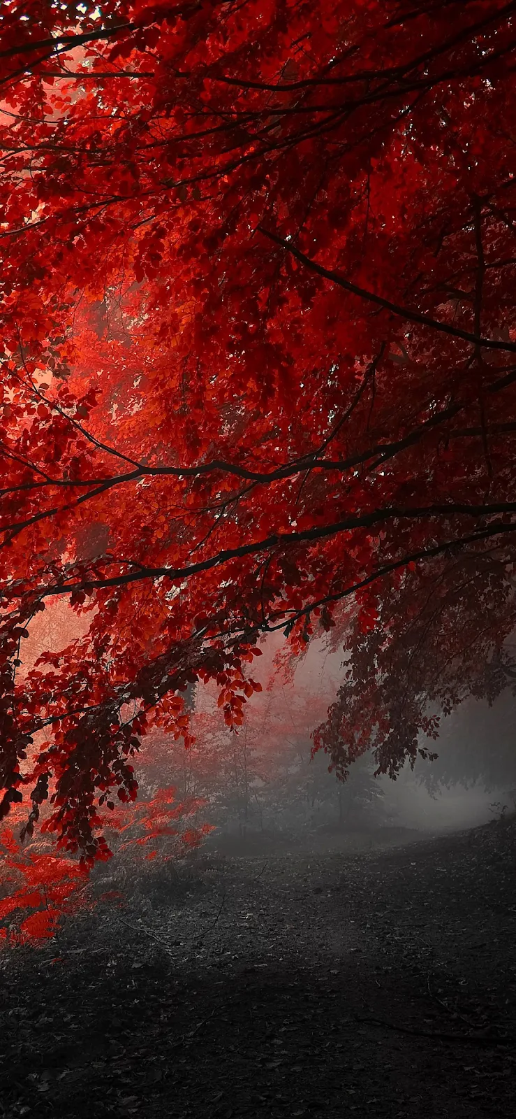 A Cool Red Tree, Tree, Branch, Red, Water Full HD iPhone Wallpaper for Free Download in High Quality [1125x2436]